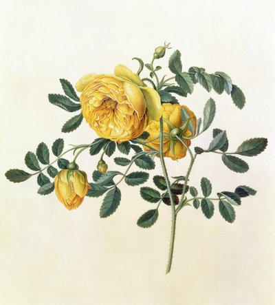 Rosa hemispherica, 18. yüzyıl by Georg Dionysius Ehret